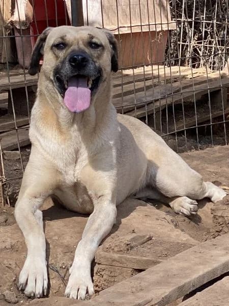 Elia, female Mixed Breed for adoption at Griechische Pfötchen suchen ein Zuhause e.V., Norderstedt