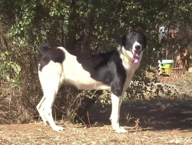 Elsa steht nicht zur Vermittlung, female mixed breed for adoption at Griechische Pfötchen suchen ein Zuhause e.V., Norderstedt