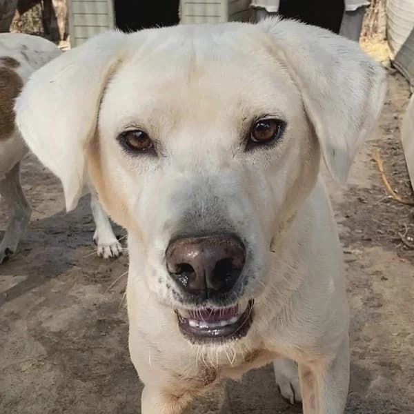 Emir, male Mixed Breed for adoption at Griechische Pfötchen suchen ein Zuhause e.V., Norderstedt