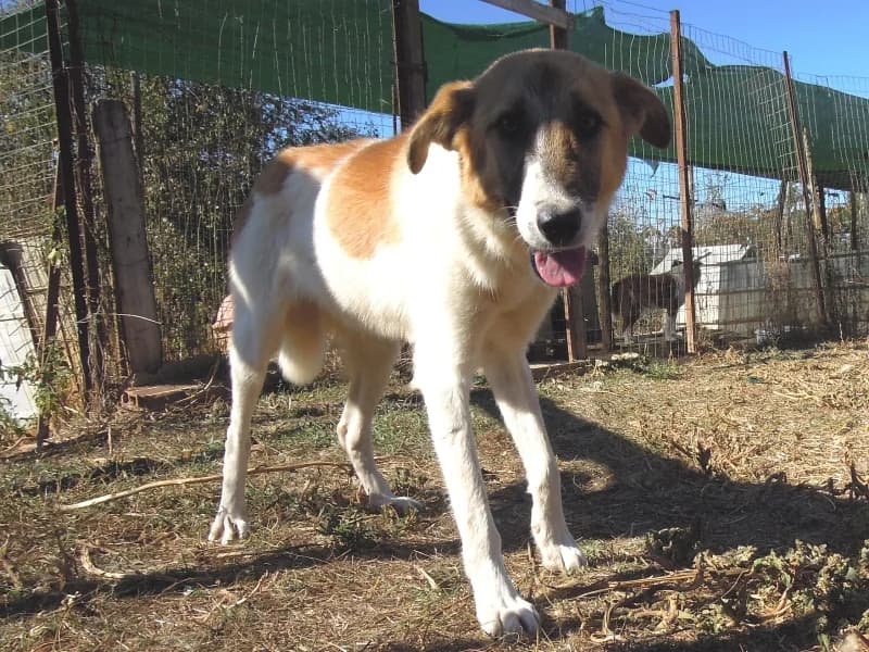 Emma, female mixed breed for adoption at Griechische Pfötchen suchen ein Zuhause e.V., Norderstedt