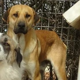 Erny, male Mixed Breed for adoption at Griechische Pfötchen suchen ein Zuhause e.V., Norderstedt