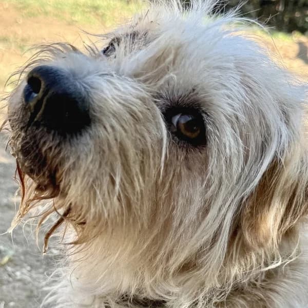 Gary, male Mixed Breed for adoption at Griechische Pfötchen suchen ein Zuhause e.V., Norderstedt