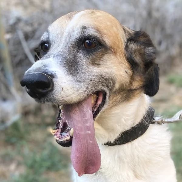 Ira, female Mixed Breed for adoption at Griechische Pfötchen suchen ein Zuhause e.V., Norderstedt