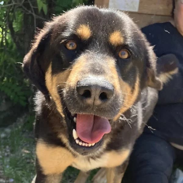 Jake, male Mixed Breed for adoption at Griechische Pfötchen suchen ein Zuhause e.V., Norderstedt