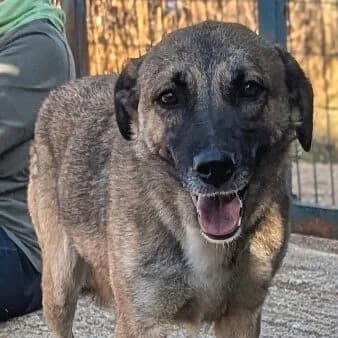 Kyra, female Mixed Breed for adoption at Griechische Pfötchen suchen ein Zuhause e.V., Norderstedt