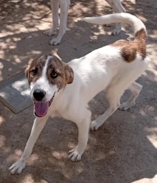 Lana, female Mixed Breed for adoption at Griechische Pfötchen suchen ein Zuhause e.V., Norderstedt