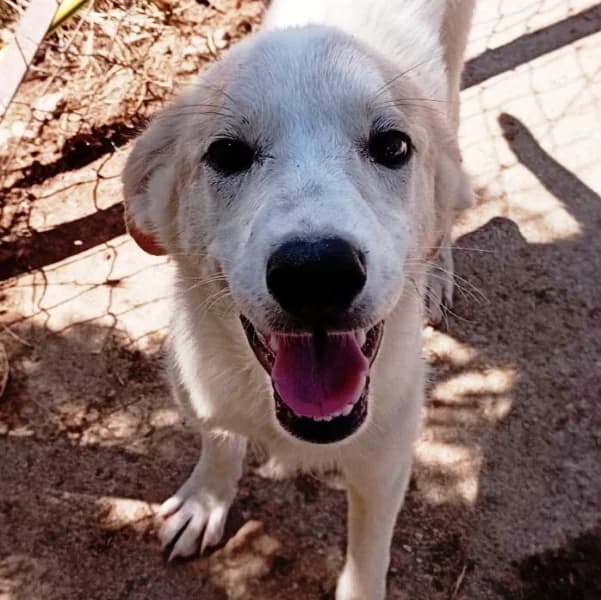 Leta, female Mixed Breed for adoption at Griechische Pfötchen suchen ein Zuhause e.V., Norderstedt