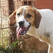 Levi, male Mixed Breed for adoption at Griechische Pfötchen suchen ein Zuhause e.V., Norderstedt