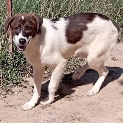 Lila, female Mixed Breed for adoption at Griechische Pfötchen suchen ein Zuhause e.V., Norderstedt