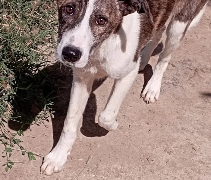 Lina, female Mixed Breed for adoption at Griechische Pfötchen suchen ein Zuhause e.V., Norderstedt