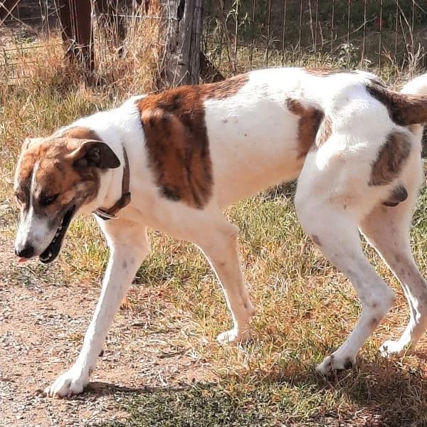 Lino, male Mixed Breed for adoption at Griechische Pfötchen suchen ein Zuhause e.V., Norderstedt