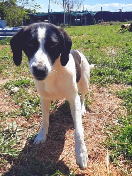 Lizy, female Mixed Breed for adoption at Griechische Pfötchen suchen ein Zuhause e.V., Norderstedt