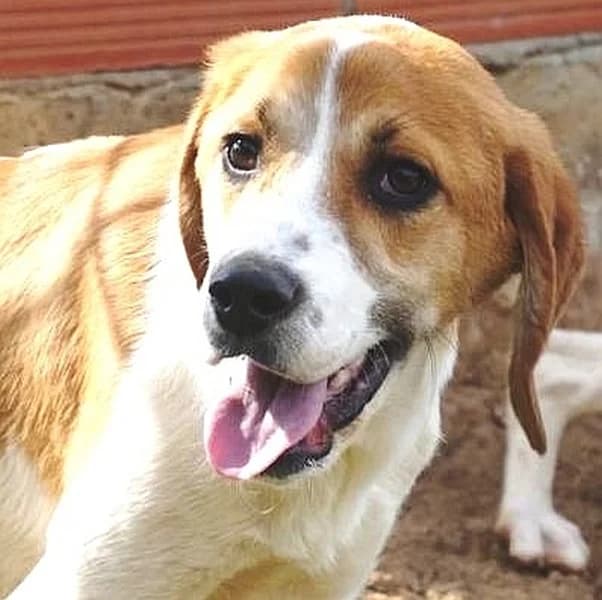 Lony, male Mixed Breed for adoption at Griechische Pfötchen suchen ein Zuhause e.V., Norderstedt