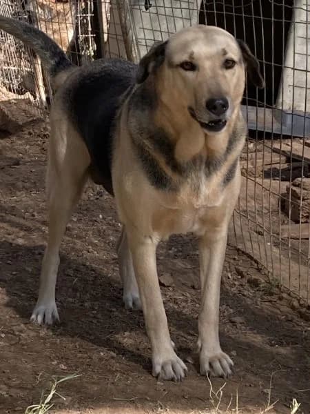 Nita, female Mixed Breed for adoption at Griechische Pfötchen suchen ein Zuhause e.V., Norderstedt
