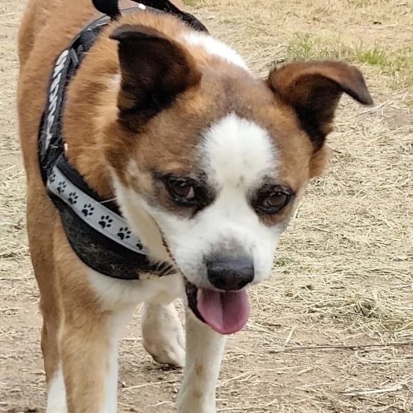 Oti, Mixed Breed (Griechische Pfötchen suchen ein Zuhause e.V.)