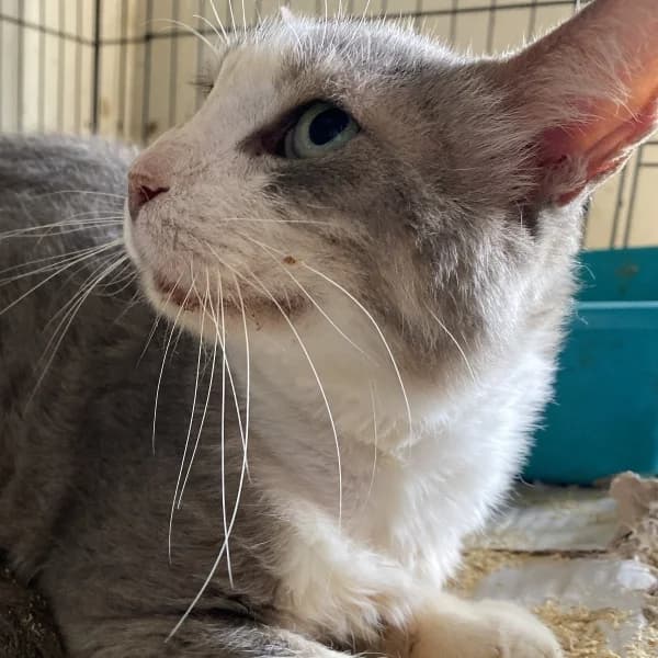 Pou – reserviert,  mixed breed for adoption at Griechische Pfötchen suchen ein Zuhause e.V., Norderstedt