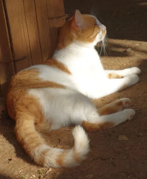 Vito,  mixed breed for adoption at Griechische Pfötchen suchen ein Zuhause e.V., Norderstedt