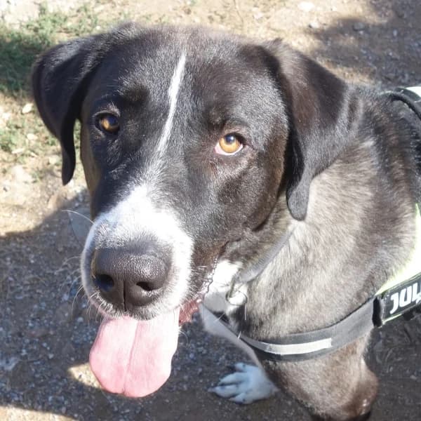 Yvan, male mixed breed for adoption at Griechische Pfötchen suchen ein Zuhause e.V., Norderstedt