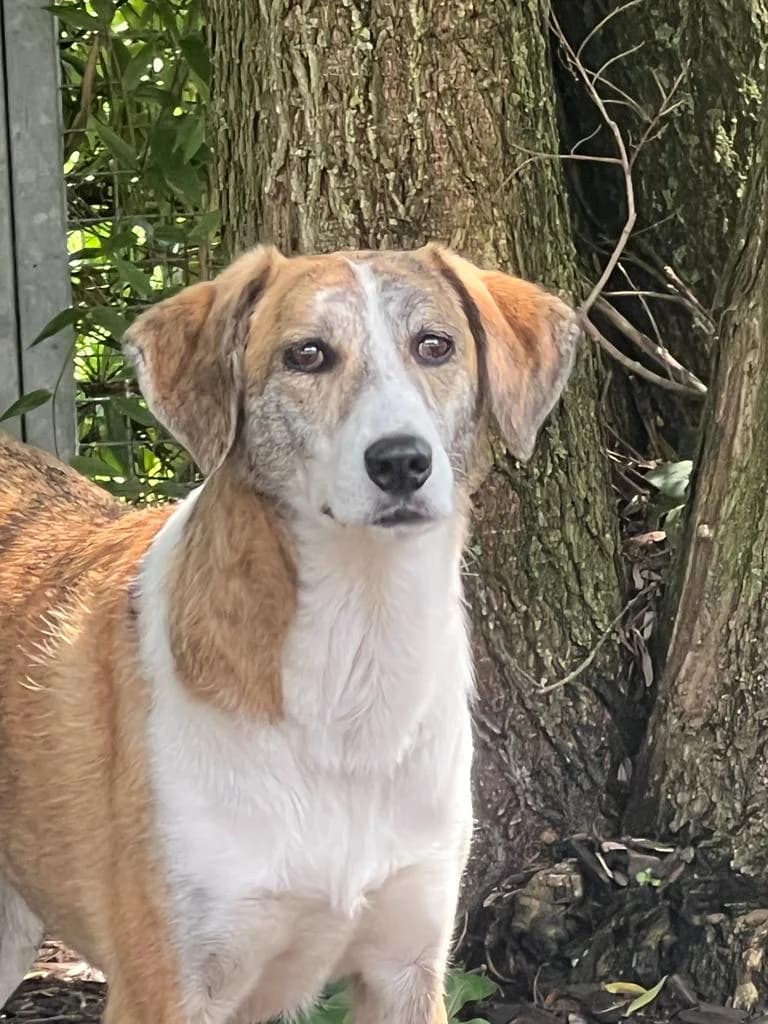 Lena, female senior Mixed Breed for adoption at Häuser der Hoffnung e.V., Grassau