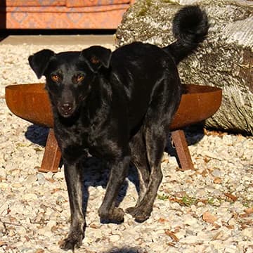 Nicky, female senior Mixed Breed for adoption at Häuser der Hoffnung e.V., Grassau
