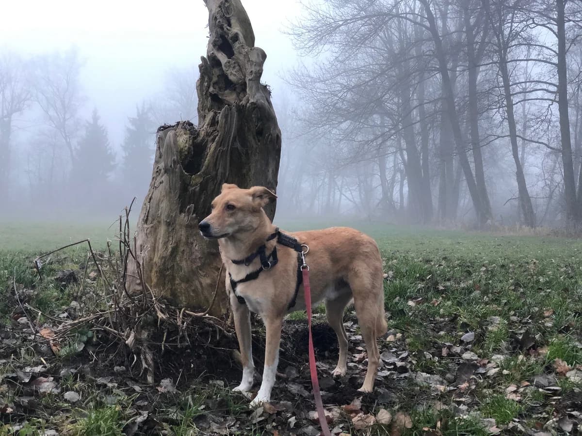 Percy, male senior Mixed Breed for adoption at Häuser der Hoffnung e.V., Grassau