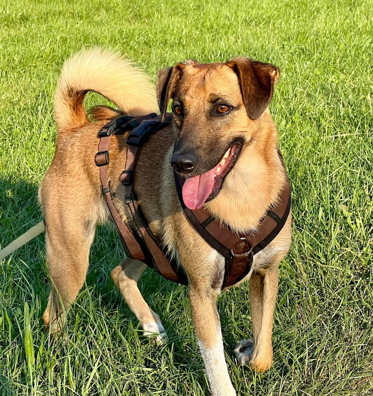 Sam, male 6yo Mixed Breed for adoption at Häuser der Hoffnung e.V., Grassau