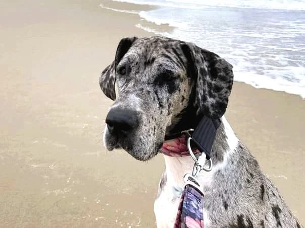 Tilda, Blue Merle female Great Dane for adoption at Tierheim Hamburg, Hamburg