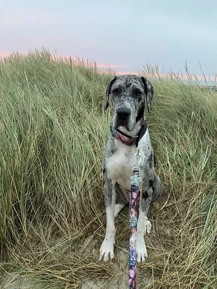 Tilda, Blue Merle female Great Dane for adoption at Tierheim Hamburg, Hamburg — photo 2 of 7