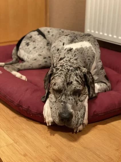 Tilda, Blue Merle female Great Dane for adoption at Tierheim Hamburg, Hamburg — photo 3 of 7