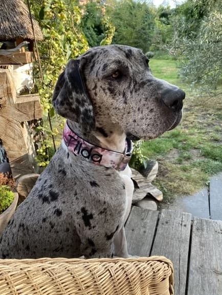 Tilda, Blue Merle female Great Dane for adoption at Tierheim Hamburg, Hamburg — photo 4 of 7