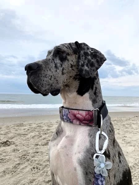 Tilda, Blue Merle female Great Dane for adoption at Tierheim Hamburg, Hamburg — photo 5 of 7