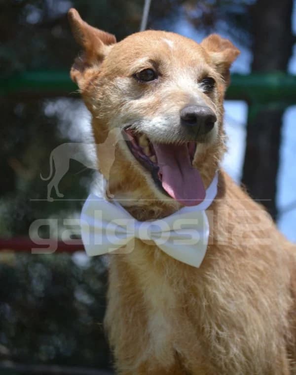 Bartolo, male 4yo Podenco for adoption at Heimatlose Hunde e.V.