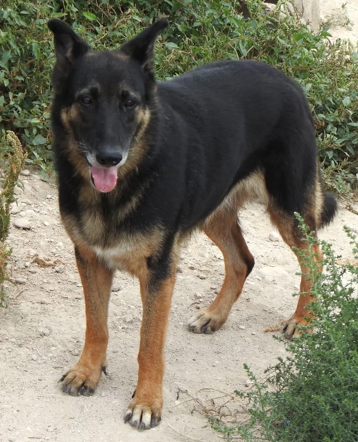 Beta, female 5yo German Shepherd for adoption at Heimatlose Hunde e.V.