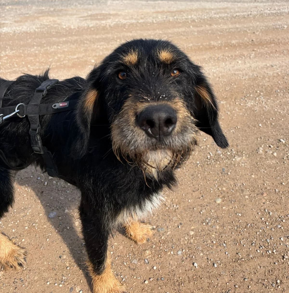 Bimo, male young mixed breed for adoption at Heimatlose Hunde e.V.