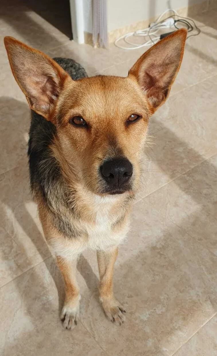 Bonnie, female young German Shepherd for adoption at Heimatlose Hunde e.V.