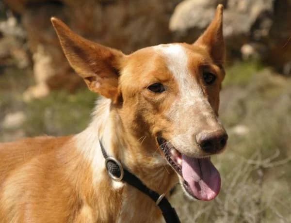 Brody, male senior Podenco for adoption at Heimatlose Hunde e.V.