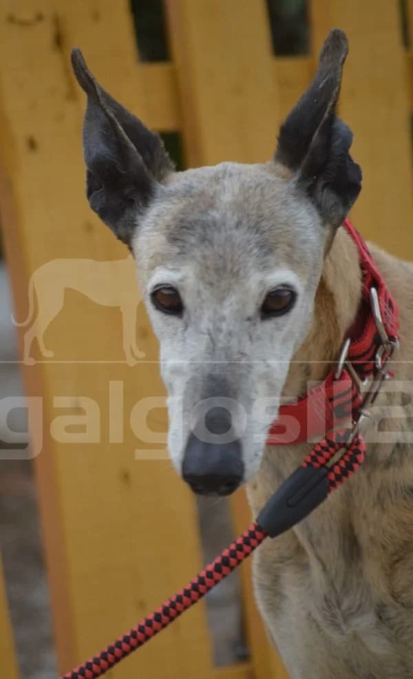 Celina, female senior Galgo Español for adoption at Heimatlose Hunde e.V.