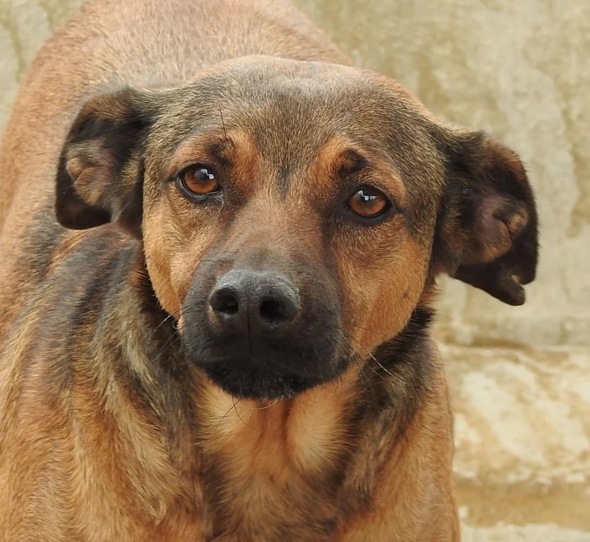 Chinito, male 5yo Mixed Breed for adoption at Heimatlose Hunde e.V.