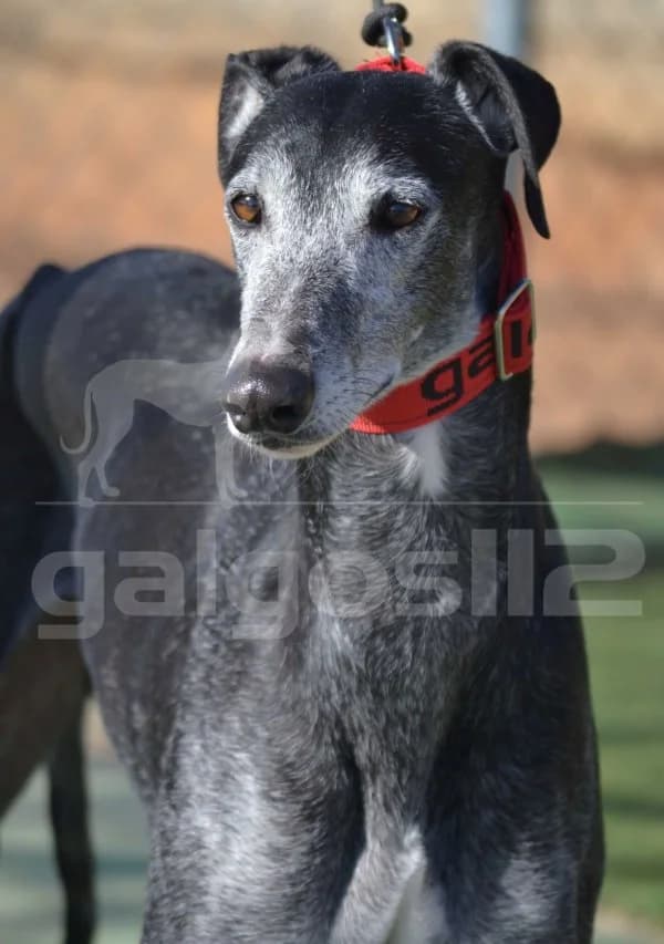 Ciro, male 6yo Galgo Español for adoption at Heimatlose Hunde e.V.