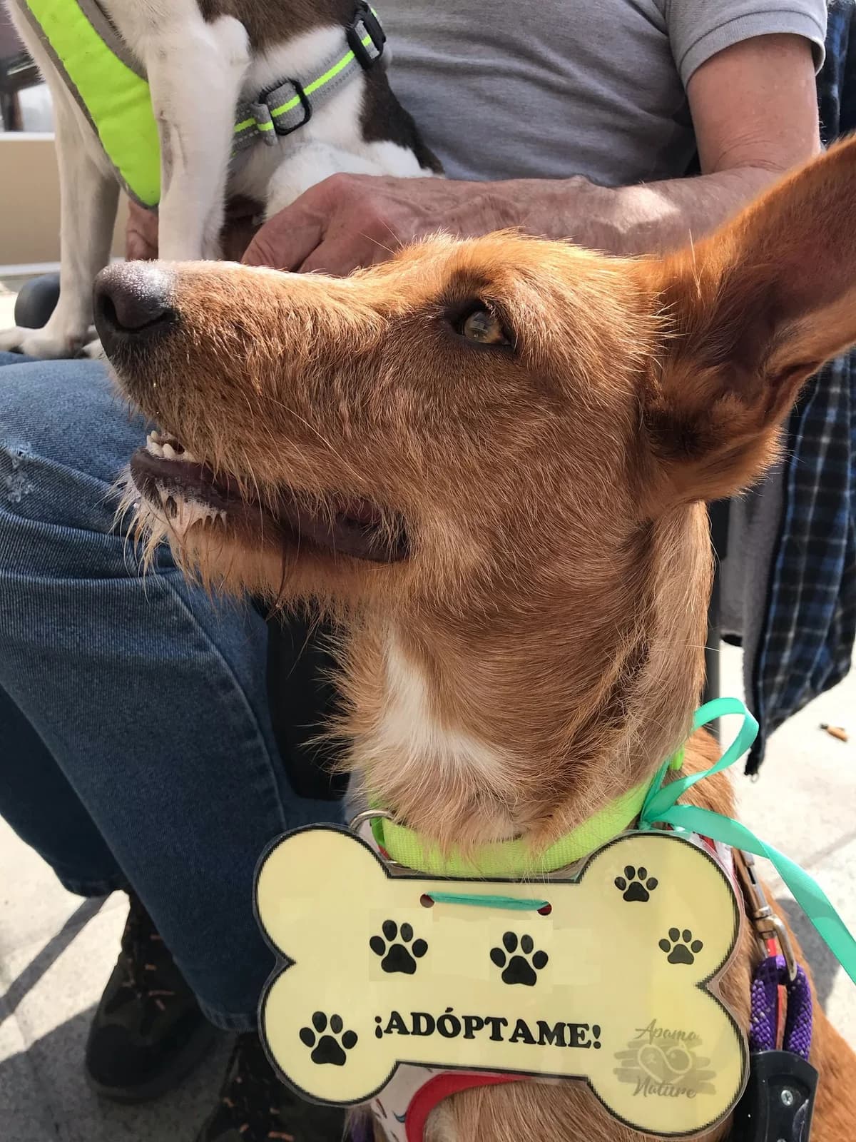 Daisy, female young Podenco for adoption at Heimatlose Hunde e.V.
