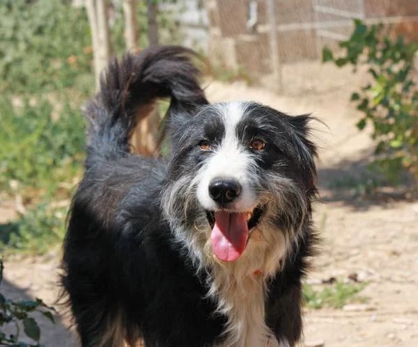 Ecko, male 3yo mixed breed for adoption at Heimatlose Hunde e.V.