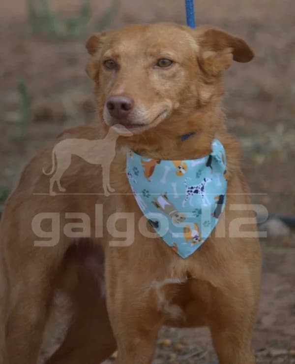 Evel, male 5yo Podenco for adoption at Heimatlose Hunde e.V.