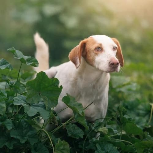 Gaelle, female senior mixed breed for adoption at Heimatlose Hunde e.V.