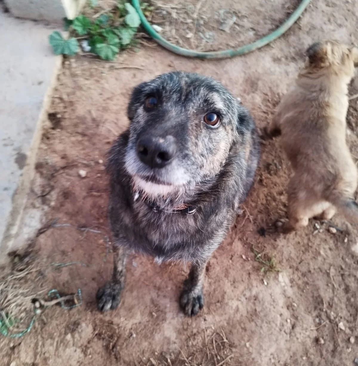 Greice, female 3yo Mixed Breed for adoption at Heimatlose Hunde e.V.