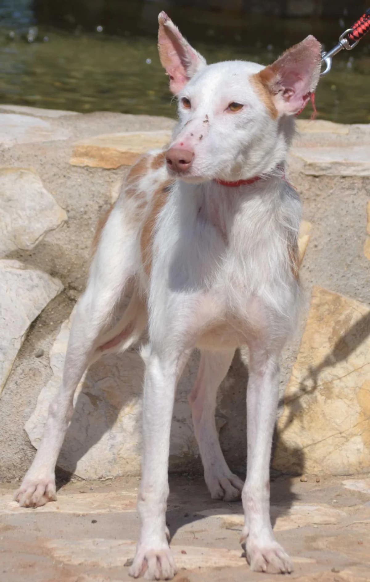 Guille, male young Podenco for adoption at Heimatlose Hunde e.V.
