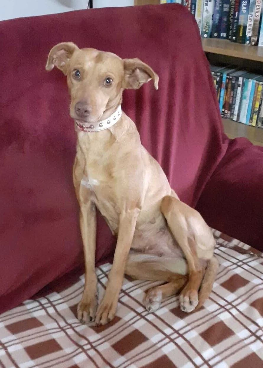 Kina, female young Podenco for adoption at Heimatlose Hunde e.V.