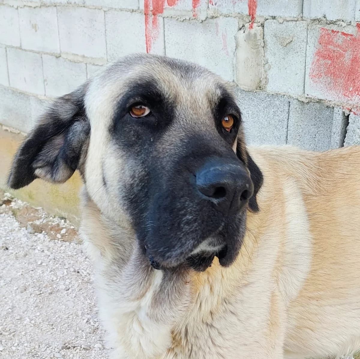 Maki, male young Spanish Mastiff for adoption at Heimatlose Hunde e.V.