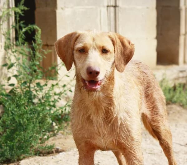 Moby, male 5yo mixed breed for adoption at Heimatlose Hunde e.V.