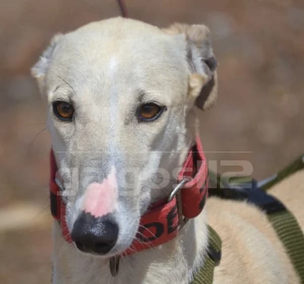 Morgan, male young Galgo Español for adoption at Heimatlose Hunde e.V.