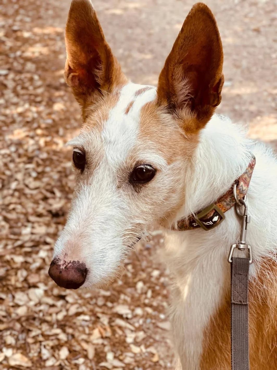 Nepal, female senior Podenco for adoption at Heimatlose Hunde e.V.